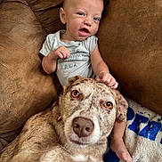 Creed joined the competition — help win amazing prizes! baby, dog, couch, brown, onesie, playful, pet, child, animal, friendship, indoor, portrait, cute, relaxed, furniture, face, smiling, paw, hand, blanket
