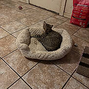 Rascal joined the competition — help win amazing prizes! cat, tabby_cat, pet_bed, floor_tiles, indoor, cat_toy, red_bag, door, relaxing, cozy, animal, feline, resting, fur, home, pet, sleeping, corner, scratching_post, quiet