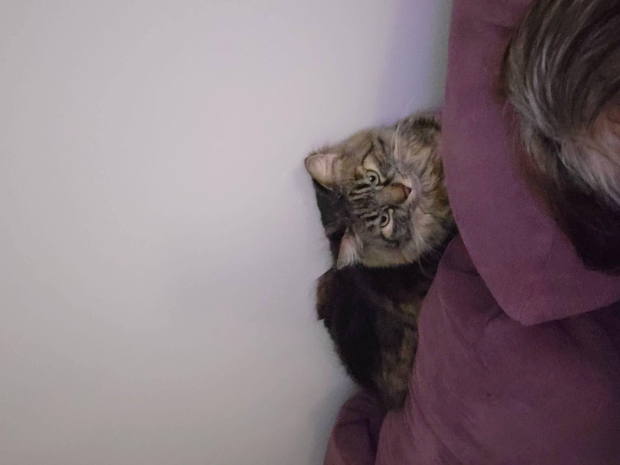 Daryl is registered to the contest to win money with this photo: beard, carnivore, cat, comfort, domestic_short_haired_cat, ear, felidae, fur, grey, sitting, small_to_medium_sized_cats, snout, tail, terrestrial_animal, tree, whiskers, window