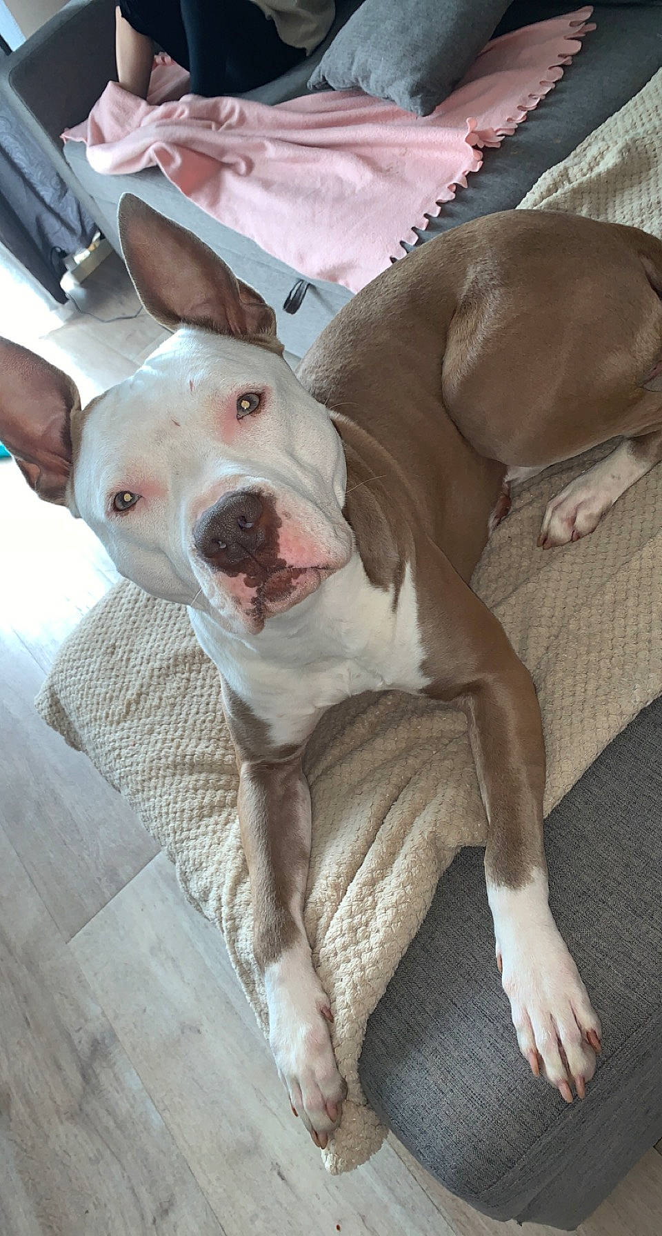 Mila a rejoint le concours — aidez-le/la à gagner de superbes lots ! ball, canidae, carnivore, collar, companion_dog, dog, dog_breed, dog_collar, dog_supply, ear, fang, fawn, jaw, pet_supply, smile, snout, sporting_group, street_dog, whiskers, working_animal