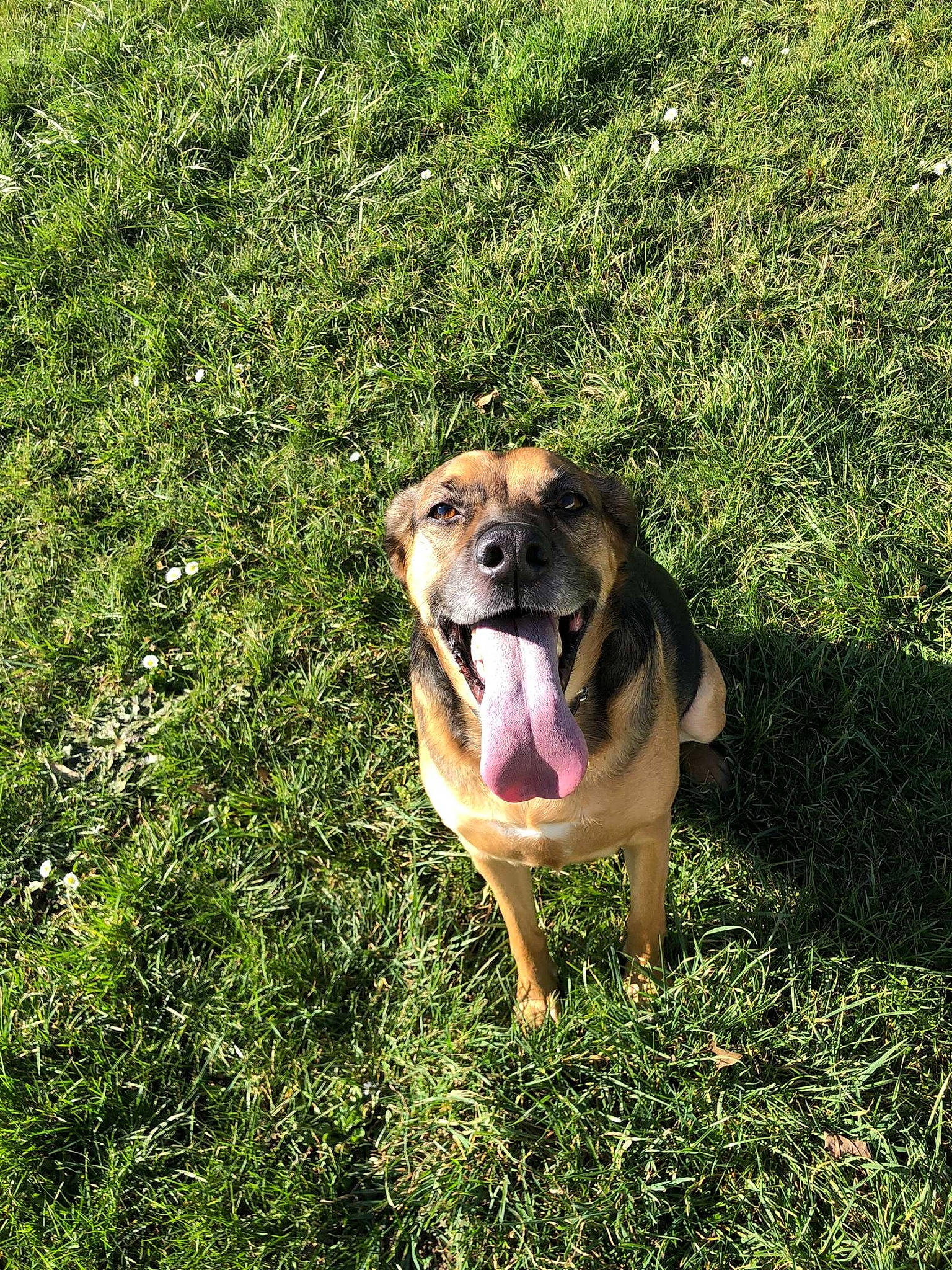 Irma participe au concours pour gagner de l'argent avec cette photo : canidae, carnivore, companion_dog, dog, dog_breed, fawn, grass, grassland, groundcover, guard_dog, happy, jaw, lure_coursing, people_in_nature, plant, snout, sporting_group, terrestrial_animal, working_animal, working_dog