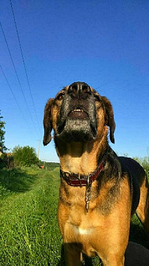 Irma a rejoint le concours — aidez-le/la à gagner de superbes lots ! canidae, carnivore, collar, companion_dog, dog, dog_breed, dog_collar, fawn, grass, grassland, guard_dog, landscape, liver, plant, sky, snout, sporting_group, tree, wildlife, working_animal