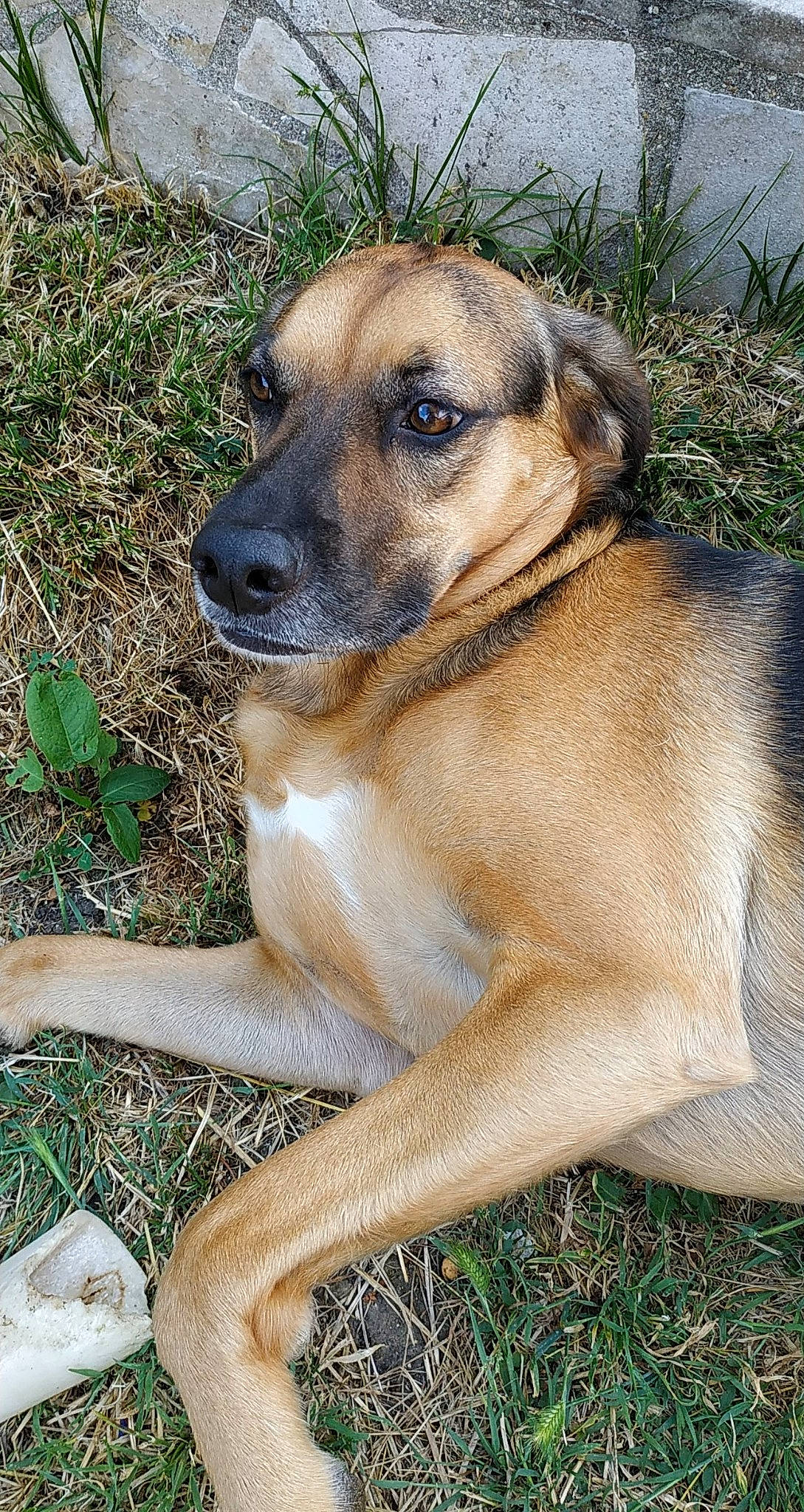 Irma a rejoint le concours — aidez-le/la à gagner de superbes lots ! canidae, carnivore, companion_dog, dog, dog_breed, fawn, grass, hunting_dog, plant, snout, sporting_group, terrestrial_animal, tree, whiskers, wildlife, working_animal, working_dog