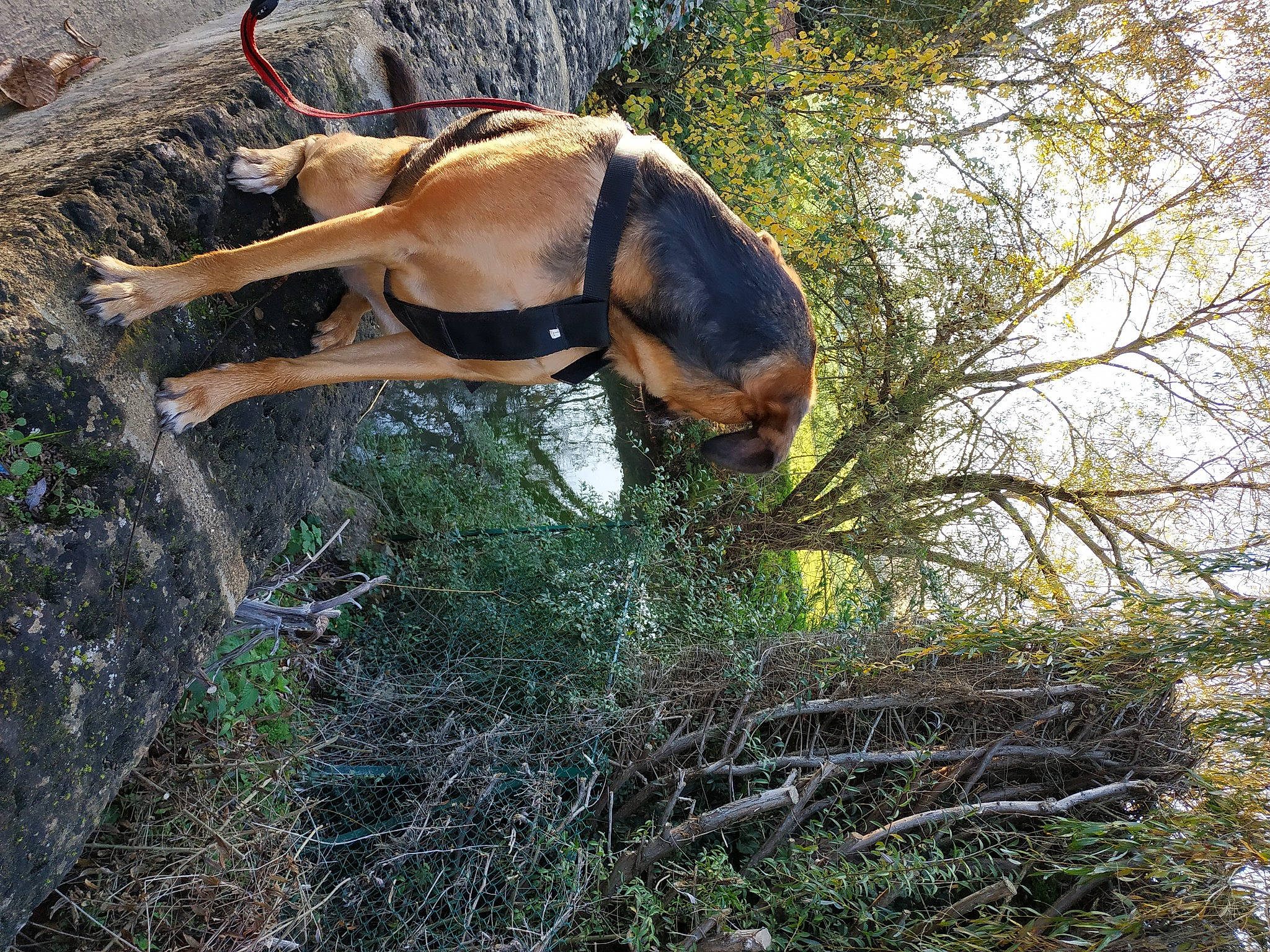 Irma a rejoint le concours — aidez-le/la à gagner de superbes lots ! canidae, carnivore, dog, dog_breed, fawn, grass, hunting_dog, liver, plant, plant_community, snout, soil, sporting_group, tail, terrestrial_animal, tree, trunk, twig, wildlife, working_animal