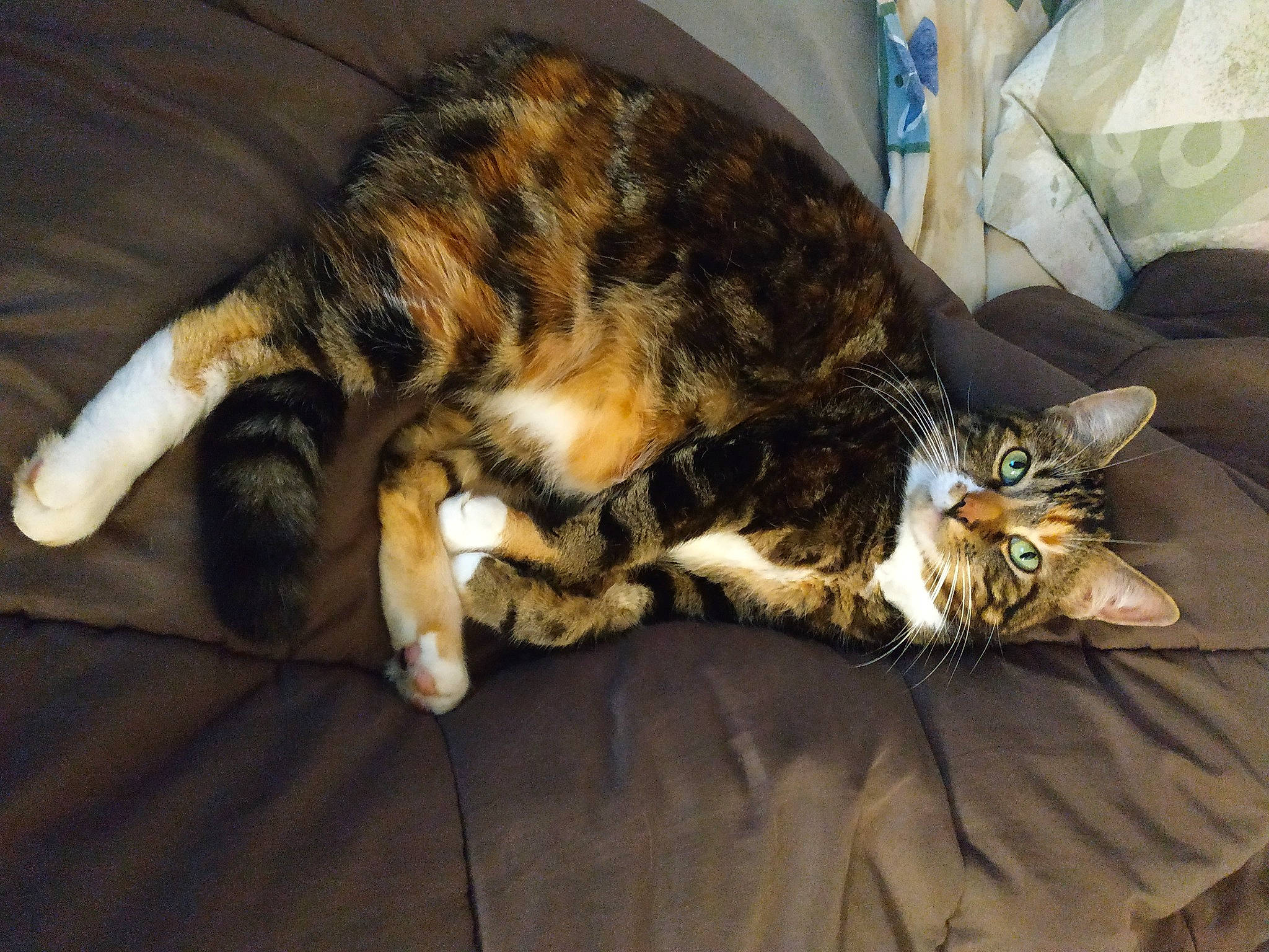 Mindy a rejoint le concours — aidez-le/la à gagner de superbes lots ! bed, carnivore, cat, comfort, domestic_short_haired_cat, felidae, fur, nap, sleep, small_to_medium_sized_cats, snout, tail, terrestrial_animal, whiskers