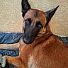 dog, german_shepherd, pet, animal, brown_fur, black_muzzle, ears, eyes, lying_down, blanket, indoor, wall, cozy, portrait, looking_at_camera, fur, canine, companion, relaxed, cute