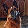 dog, german_shepherd, pet, indoor, brown_fur, ears_up, looking_up, wooden_cabinet, floor, dog_bed, curious, animal, canine, fur, portrait, companion, domestic, cute, alert, household