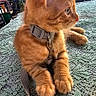 cat, kitten, ginger_cat, collar, leash, table, lace_tablecloth, outdoor, garden, greenery, furniture, chair, sunlight, pets, animal, cute, resting, side_view, whiskers, ears