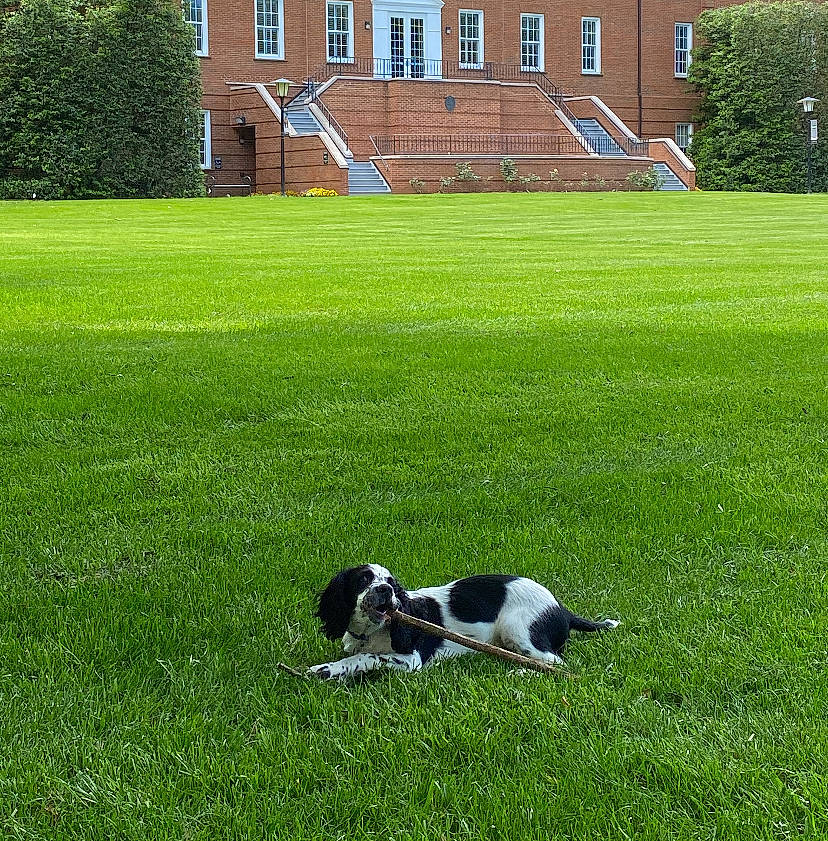 Bishop joined the competition — help win amazing prizes! canidae, carnivore, companion_dog, dog, dog_breed, english_springer_spaniel, grass, grass_family, green, house, lawn, meadow, pasture, plant, spaniel, sporting_group, stabyhoun, yard