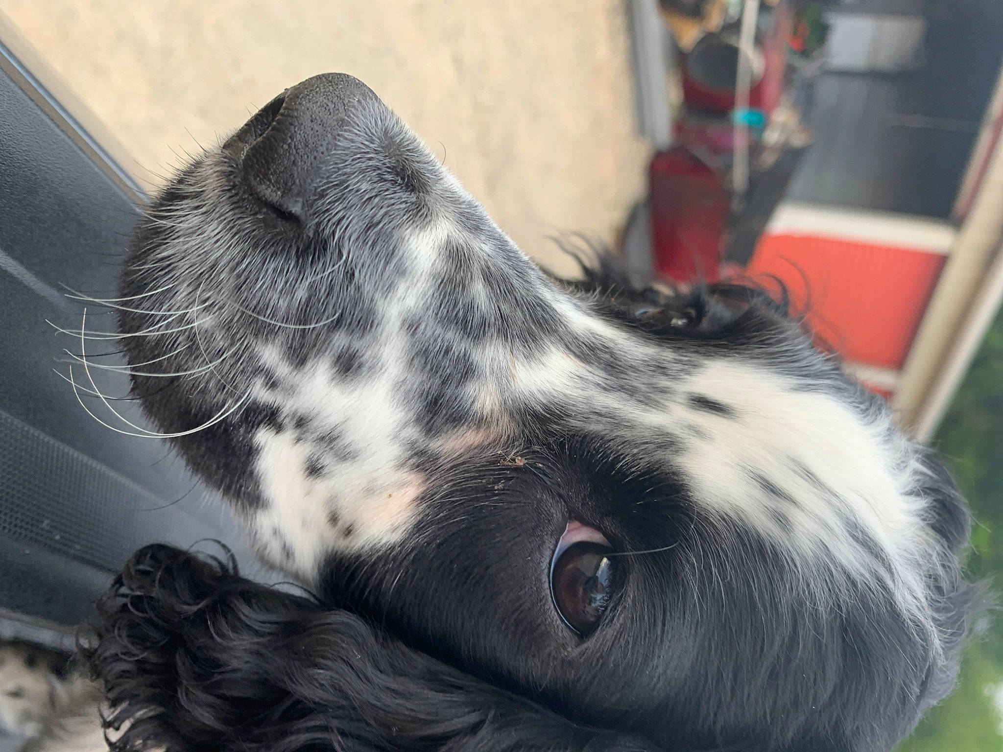 Bishop is registered to the contest to win money with this photo: australian_shepherd, canidae, carnivore, dog, dog_breed, ear, english_setter, eye, large_munsterlander, nose, retriever, setter, snout, spaniel, sporting_group, whiskers