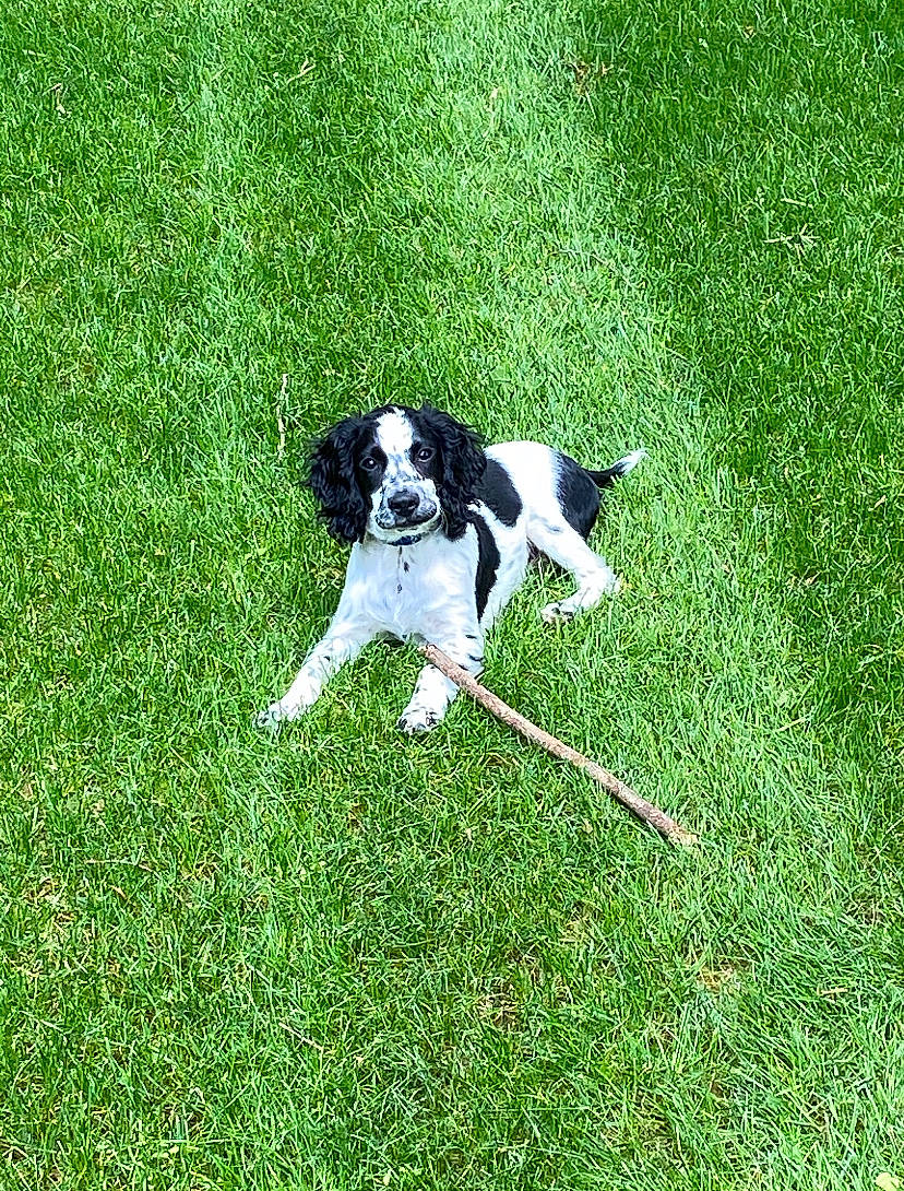 Bishop is registered to the contest to win money with this photo: braque_dauvergne, canidae, carnivore, companion_dog, dog, dog_breed, drentse_patrijshond, english_springer_spaniel, french_spaniel, grass, hunting_dog, lawn, mammal, pointer, rare_breed_dog, russian_spaniel, sporting_group, stabyhoun, vertebrate