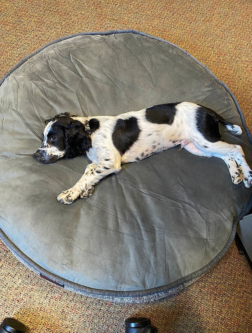 Bishop joined the competition — help win amazing prizes! braque_dauvergne, canidae, carnivore, dog, dog_breed, english_springer_spaniel, french_spaniel, gun_dog, mammal, old_danish_pointer, pointer, pointing_breed, puppy, russian_spaniel, spaniel, sporting_group, stabyhoun