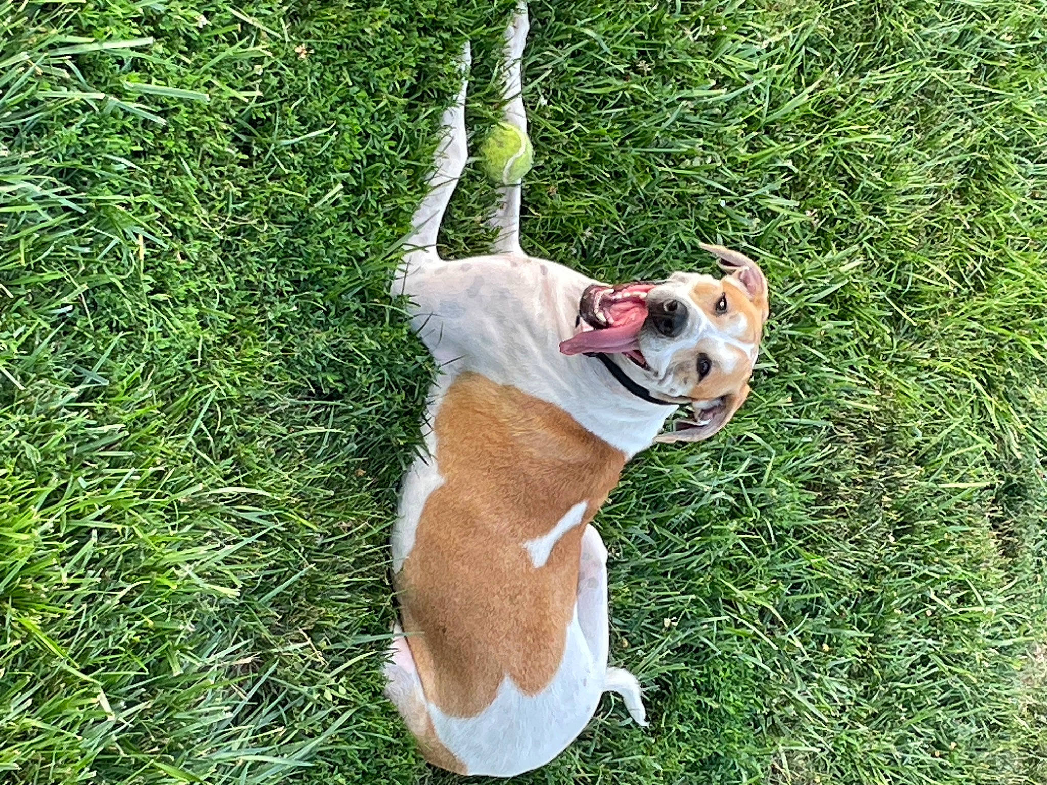Evie is registered to the contest to win money with this photo: canidae, carnivore, collar, companion_dog, dog, dog_breed, dog_collar, dog_supply, fawn, grass, groundcover, leash, paw, pet_supply, plant, snout, sporting_group, tail, terrestrial_animal, working_animal