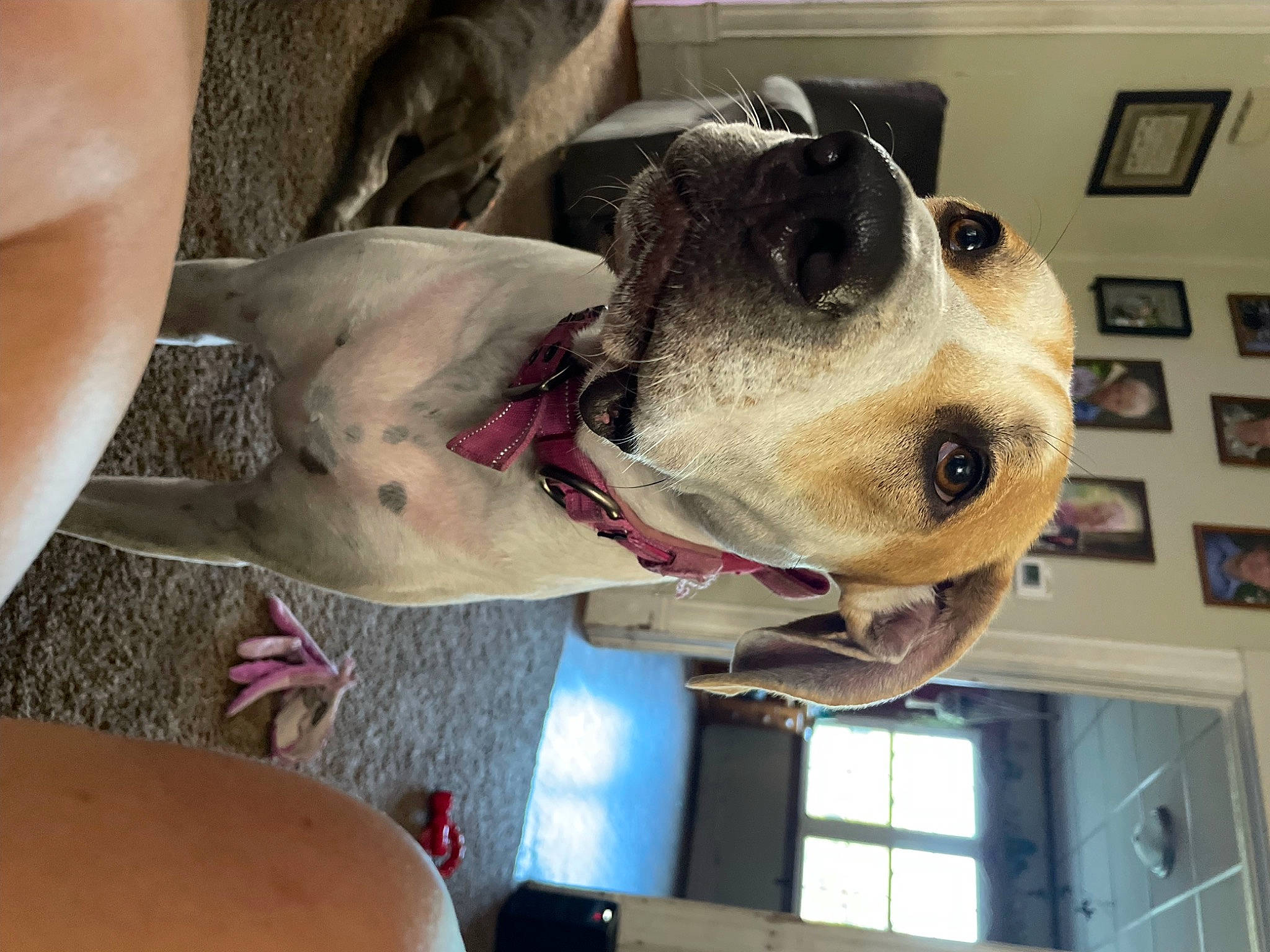 Evie joined the competition — help win amazing prizes! carnivore, collar, companion_dog, dog, dog_breed, dog_collar, dog_supply, ear, fawn, fur, giant_dog_breed, jaw, metal, pet_supply, picture_frame, snout, sporting_group, whiskers, window, working_animal