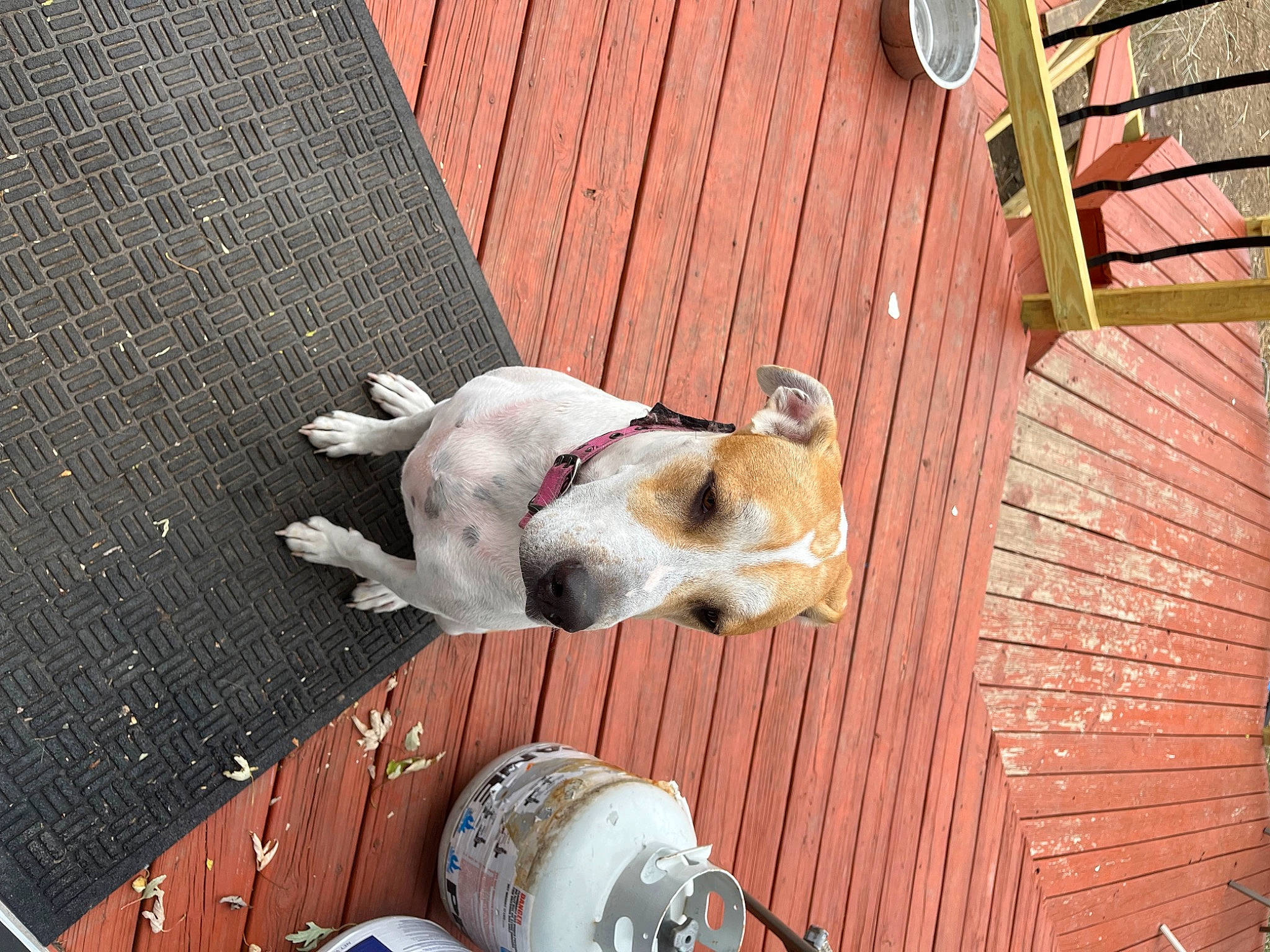 Evie joined the competition — help win amazing prizes! canidae, carnivore, collar, companion_dog, dog, dog_breed, dog_collar, dog_supply, fawn, hardwood, non_sporting_group, outdoor_furniture, pet_supply, snout, sporting_group, wood, working_animal