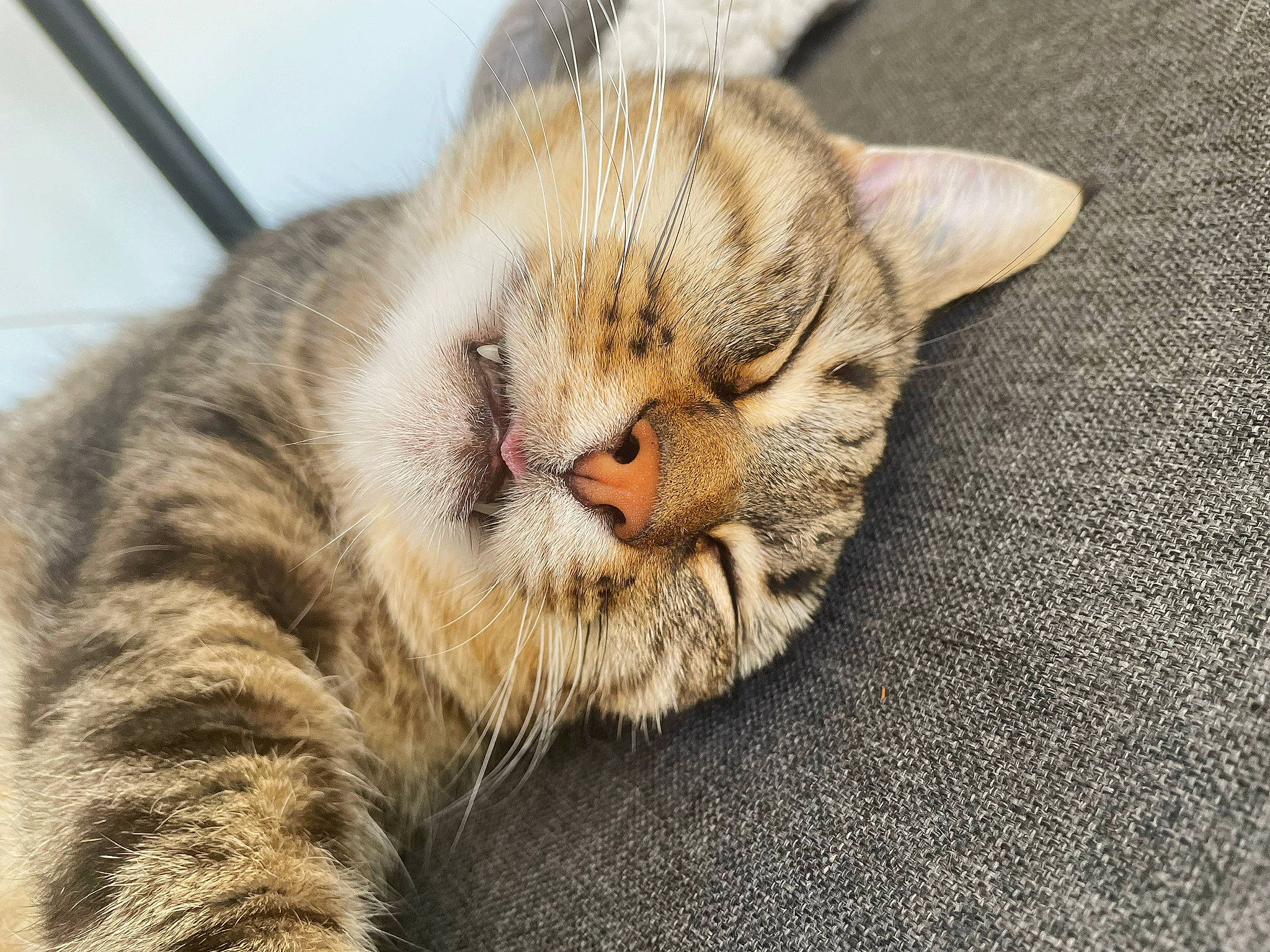 Neptune participe au concours pour gagner de l'argent avec cette photo : carnivore, cat, claw, domestic_short_haired_cat, eye, fawn, felidae, fur, nap, paw, small_to_medium_sized_cats, snout, tail, terrestrial_animal, whiskers, wildlife