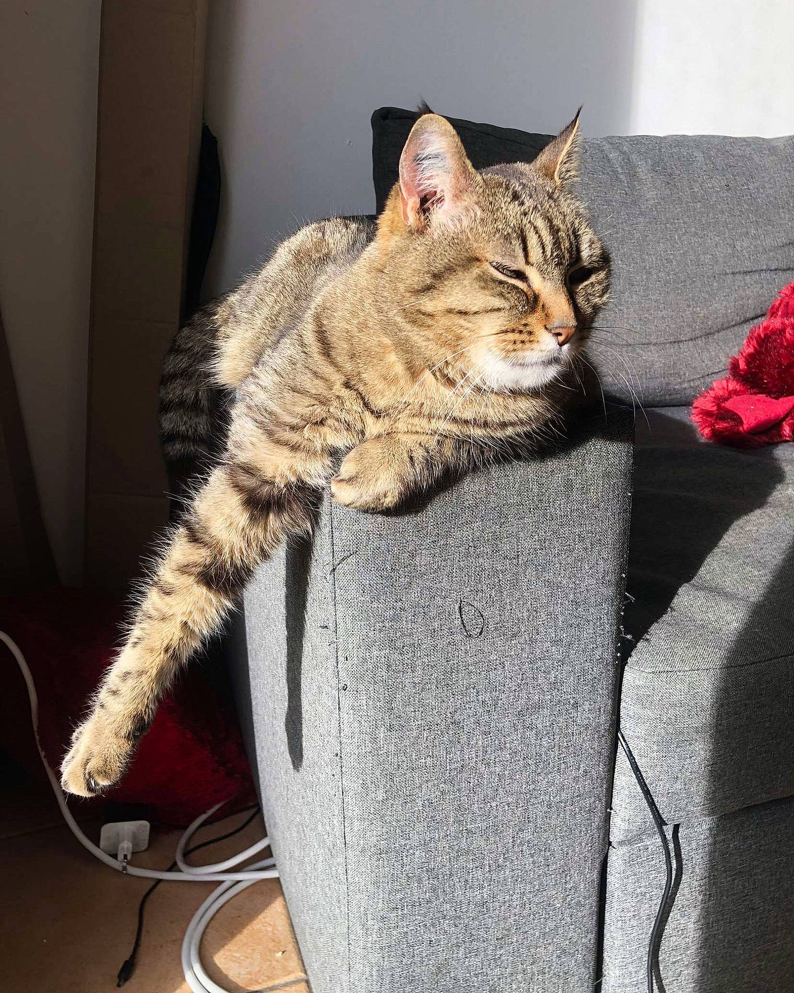 Neptune participe au concours pour gagner de l'argent avec cette photo : carnivore, cat, claw, comfort, couch, domestic_short_haired_cat, fawn, felidae, flowerpot, fur, houseplant, human_leg, paw, plant, sitting, small_to_medium_sized_cats, snout, tail, whiskers, window