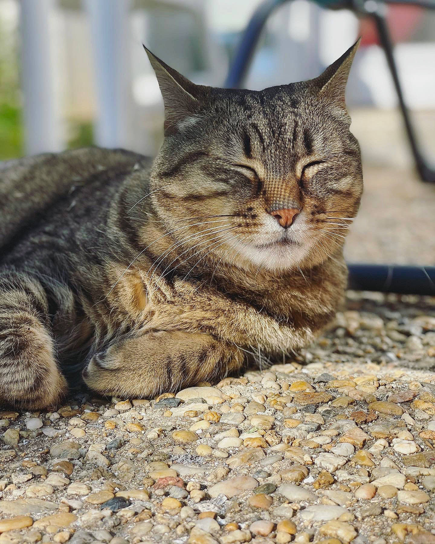 Neptune a rejoint le concours — aidez-le/la à gagner de superbes lots ! bedrock, carnivore, cat, claw, cobblestone, domestic_short_haired_cat, felidae, fur, grass, paw, road_surface, sand, sitting, small_to_medium_sized_cats, snout, tail, terrestrial_animal, tree, whiskers, wildlife