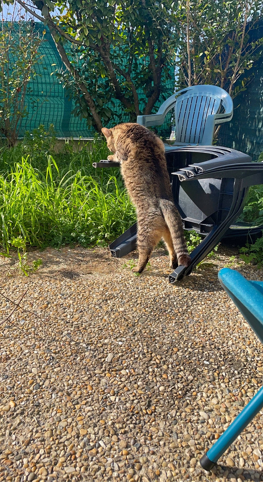 Neptune participe au concours pour gagner de l'argent avec cette photo : carnivore, cat, chair, domestic_short_haired_cat, fawn, felidae, folding_chair, grass, leisure, outdoor_furniture, plant, road_surface, shade, small_to_medium_sized_cats, soil, tail, terrestrial_animal, tree, whiskers, wood
