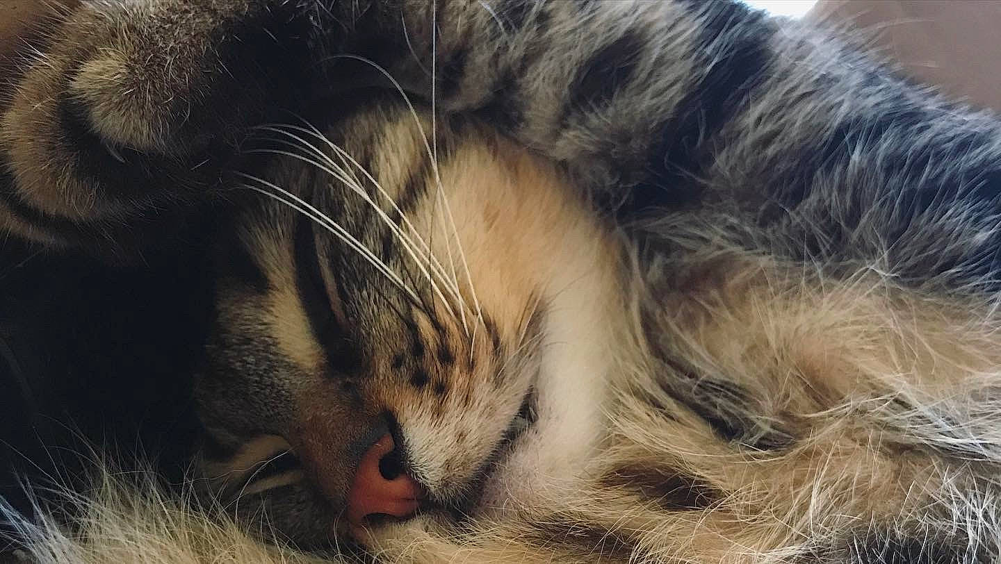 Neptune a rejoint le concours — aidez-le/la à gagner de superbes lots ! carnivore, cat, claw, comfort, domestic_short_haired_cat, eye, fawn, felidae, fur, grass, nap, paw, sleep, small_to_medium_sized_cats, snout, tail, terrestrial_animal, tree, whiskers, wildlife