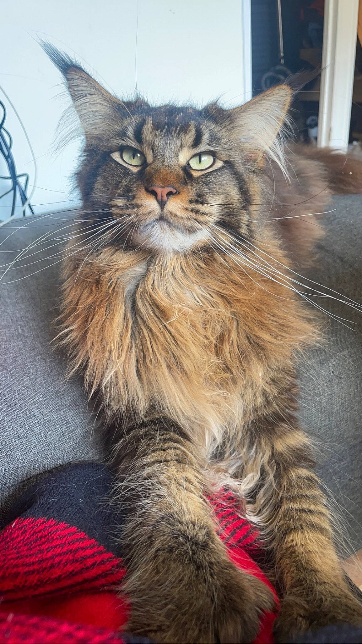 Tolkien a rejoint le concours — aidez-le/la à gagner de superbes lots ! box, british_longhair, carnivore, cat, claw, domestic_short_haired_cat, felidae, fur, maine_coon, paw, plant, small_to_medium_sized_cats, snout, tail, terrestrial_animal, whiskers