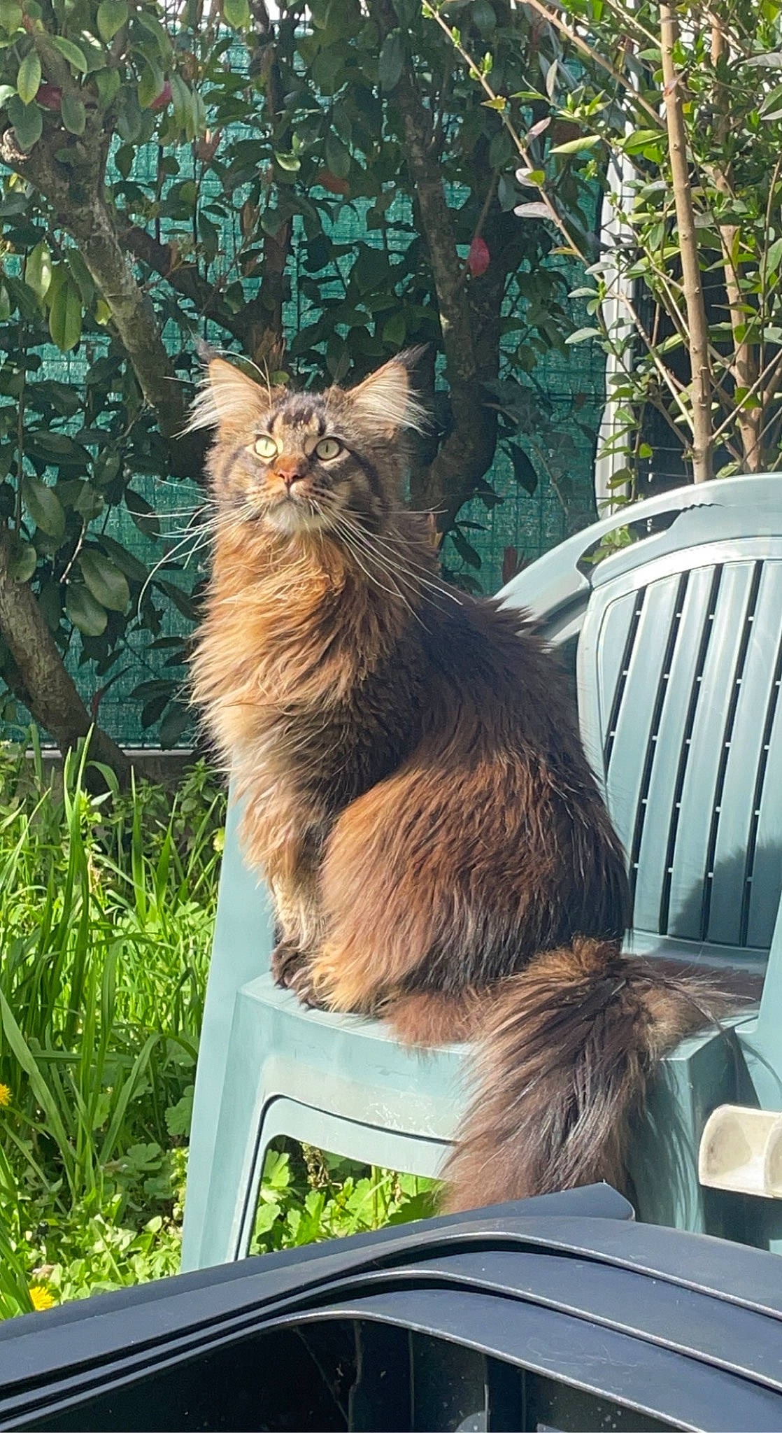 Tolkien participe au concours pour gagner de l'argent avec cette photo : canidae, carnivore, cat, chair, dog_breed, domestic_short_haired_cat, fawn, felidae, fur, grass, maine_coon, plant, small_to_medium_sized_cats, snout, tail, terrestrial_animal, tree, whiskers, window, wood