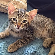 Nala a rejoint le concours — aidez-le/la à gagner de superbes lots ! kitten, cat, tabby, pet, animal, feline, fur, whiskers, ears, eyes, paw, blanket, texture, resting, indoor, cute, small, young, cozy, soft