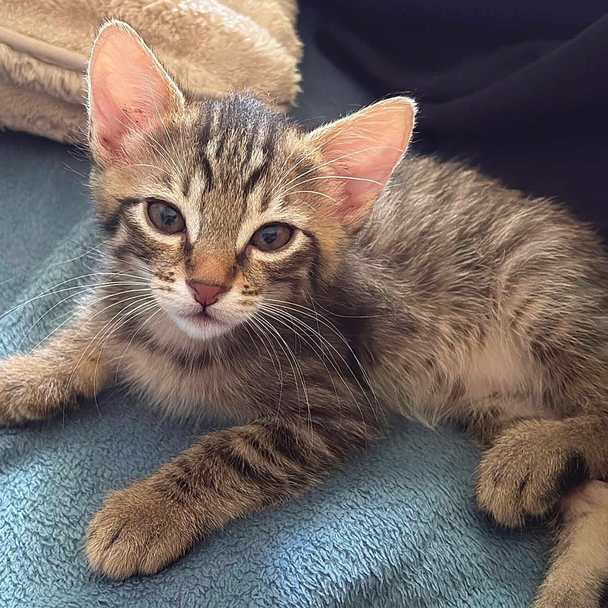 Nala a rejoint le concours — aidez-le/la à gagner de superbes lots ! kitten, cat, tabby, pet, animal, feline, fur, whiskers, ears, eyes, paw, blanket, texture, resting, indoor, cute, small, young, cozy, soft