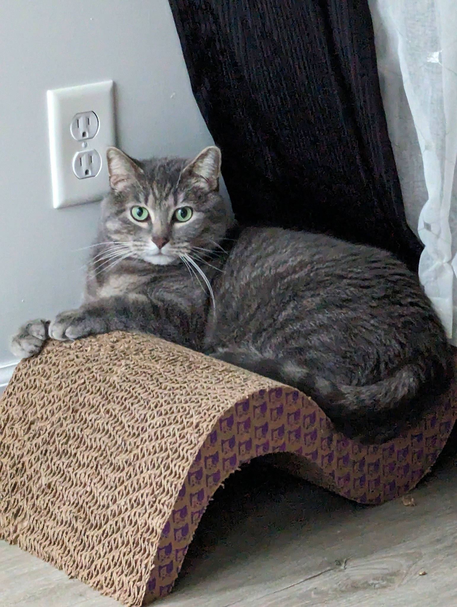 Zoey is registered to the contest to win money with this photo: brown, carnivore, cat, cat_supply, chair, comfort, couch, felidae, floor, flooring, furniture, grey, interior_design, outdoor_furniture, small_to_medium_sized_cats, tail, tree, vertebrate, window, wood