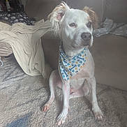 Niko is registered to the contest to win money with this photo: animal, attention, bandana, blanket, brown_ear, carpet, couch, cozy, cute, dog, domestic_animal, fur, home, indoor, living_room, pet, portrait, relaxed, sitting, white_dog