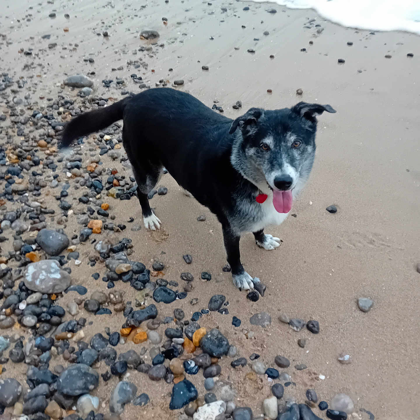 Mirta participe au concours pour gagner de l'argent avec cette photo : animal, beach, black, canine, collar, dog, gray, happy, nature, outdoor, pet, playful, rocks, sand, shore, standing, tongue_out, water, wet, white