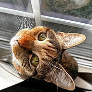 Hermoine joined the competition — help win amazing prizes! cat, close_up, curious, domestic_cat, ear, feline, fur, green_eyes, indoor, macro_photography, nose, pet, portrait, reflection, staring, sunlight, tabby, whiskers, window, windowsill