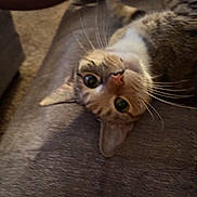 Hermoine joined the competition — help win amazing prizes! animal, cat, closeup, curious, cute, domestic_cat, ears, eyes, feline, fur, indoor, lying_down, mammal, pet, playful, relaxed, soft_surface, tabby_cat, upside_down, whiskers