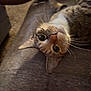 animal, cat, closeup, curious, cute, domestic_cat, ears, eyes, feline, fur, indoor, lying_down, mammal, pet, playful, relaxed, soft_surface, tabby_cat, upside_down, whiskers