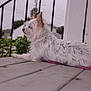 Ruby Rose joined the competition — help win amazing prizes! dog, white_dog, fluffy, porch, wooden_floor, collar, leash, outdoor, house, residential_area, railing, plant, quiet, calm, pet, side_view, daylight, fence, domestic_animal, resting