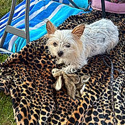 Ruby Rose is registered to the contest to win money with this photo: animal, beach_towel, blanket, companion, cute, dog, fluffy, grass, leisure, leopard_print, outdoor, pet_carrier, plush_toy, relaxed, resting, small_dog, striped_towel, summer, sunlight, white_dog