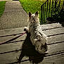 Ruby Rose joined the competition — help win amazing prizes! back_view, calm, canine, dog, evening, fence, grass, leash, night, outdoor, pet, plant, porch, potted_plant, quiet, resting, shadow, sidewalk, small_dog, wooden_floor