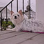 dog, white_dog, fluffy, porch, wooden_floor, leash, outdoor, suburban, house, railing, pet, animal, curious, relaxed, daytime, side_view, fence, quiet, domestic, canine