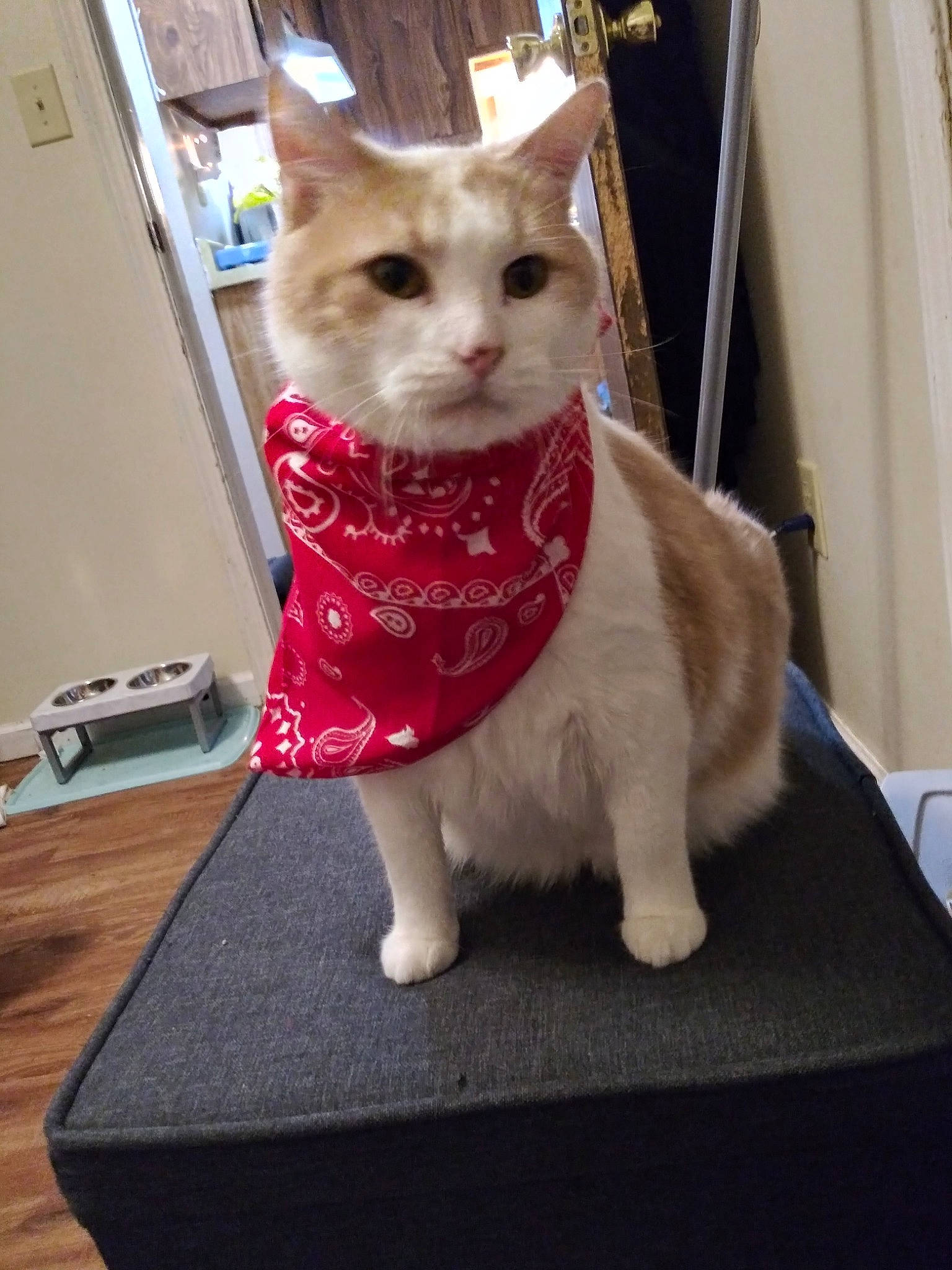 Noam is registered to the contest to win money with this photo: box, cardboard, carnivore, cat, cat_supply, curtain, domestic_short_haired_cat, fawn, felidae, flooring, fur, office_supplies, paw, pet_supply, sitting, small_to_medium_sized_cats, snout, tail, whiskers, wood