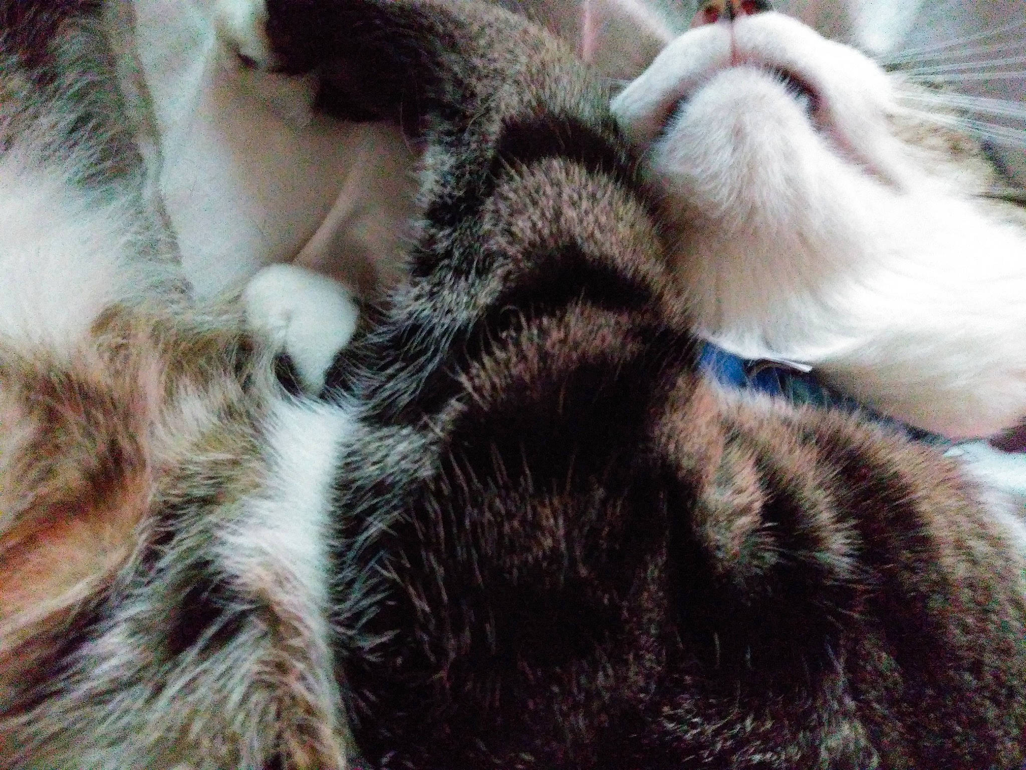 Thor is registered to the contest to win money with this photo: carnivore, cat, claw, close_up, comfort, domestic_short_haired_cat, ear, fawn, felidae, fur, nap, paw, sleep, small_to_medium_sized_cats, snout, tail, terrestrial_animal, whiskers