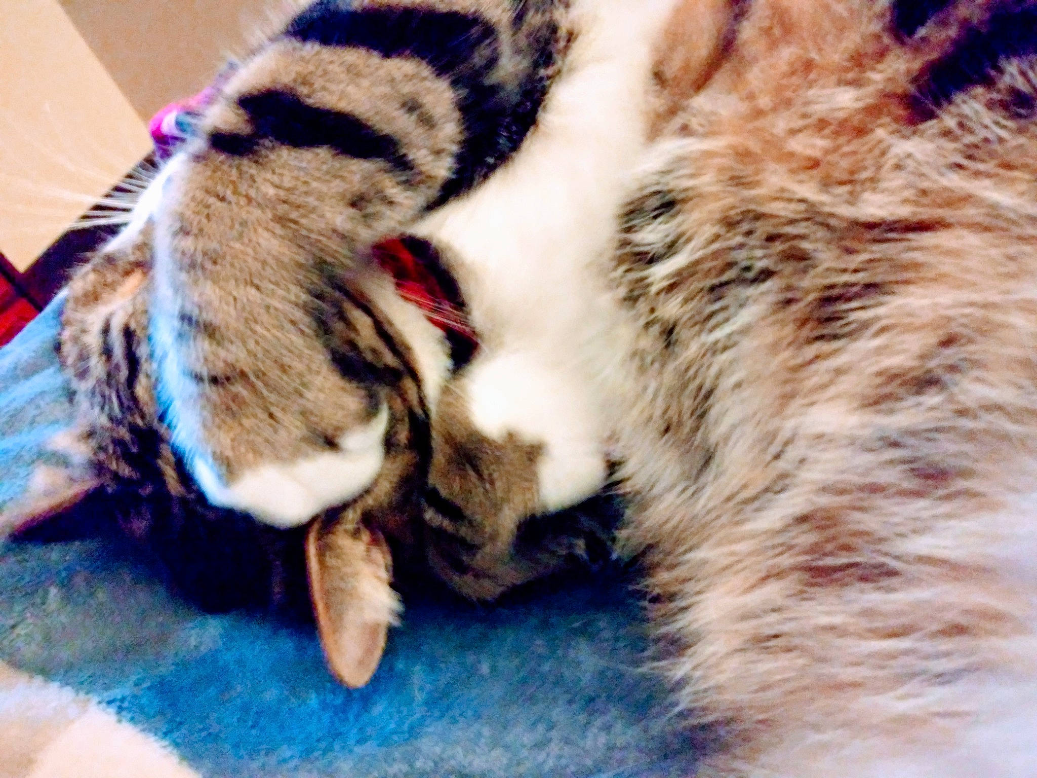 Thor is registered to the contest to win money with this photo: big_cats, carnivore, cat, claw, comfort, domestic_short_haired_cat, fawn, felidae, fur, fur_clothing, nap, paw, sand, sleep, small_to_medium_sized_cats, snout, tail, terrestrial_animal, whiskers, wildlife