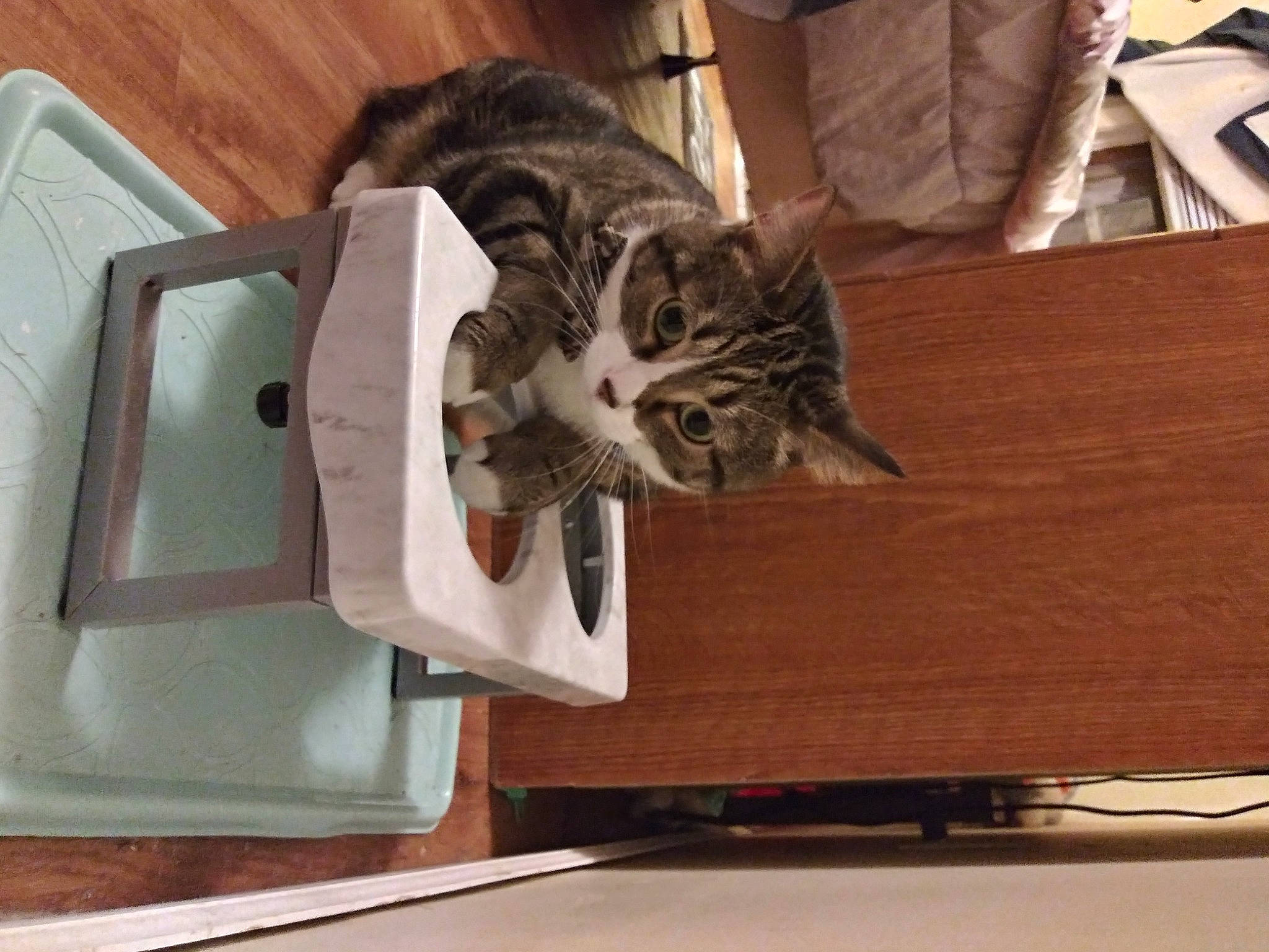 Thor is registered to the contest to win money with this photo: box, cardboard, carnivore, cat, comfort, domestic_short_haired_cat, felidae, flooring, fur, hardwood, paw, plywood, room, small_to_medium_sized_cats, tail, whiskers, wood, wood_flooring, wood_stain