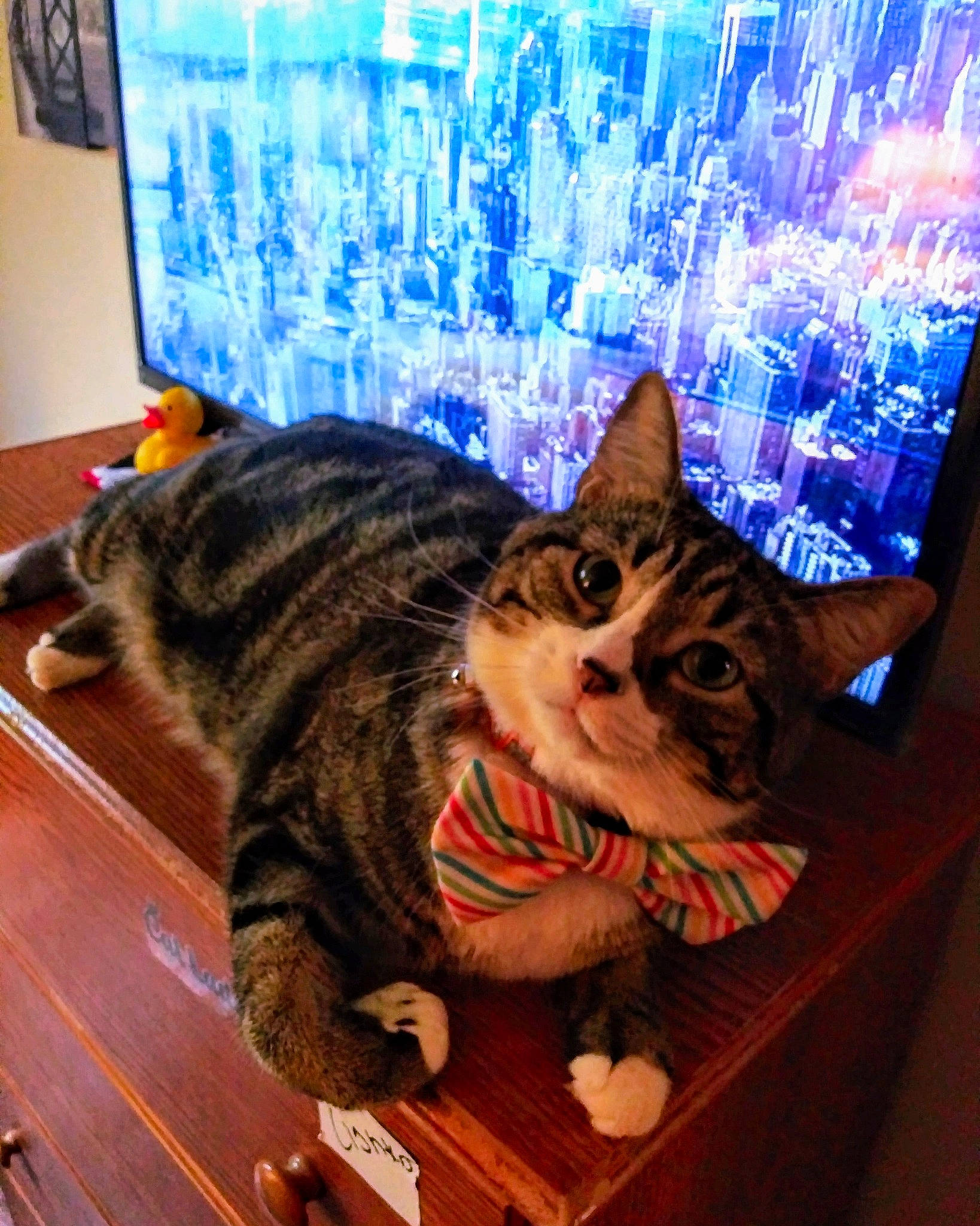 Thor is registered to the contest to win money with this photo: blue, carnivore, cat, domestic_short_haired_cat, felidae, flooring, fur, hardwood, lap, mammal, paw, sitting, small_to_medium_sized_cats, snapshot, table, tail, vertebrate, whiskers, wood, wood_flooring