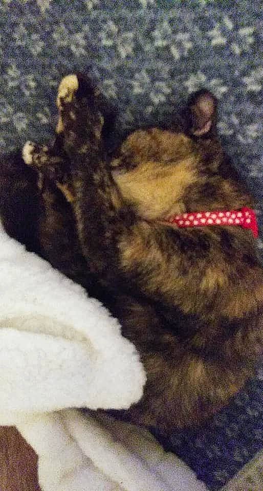 Kiki is registered to the contest to win money with this photo: canidae, carnivore, claw, comfort, companion_dog, dog, dog_breed, domestic_short_haired_cat, ear, felidae, fur, paw, small_to_medium_sized_cats, snout, sporting_group, tail, terrestrial_animal, whiskers, working_animal, yawn