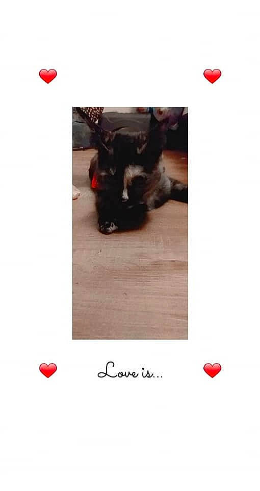 Kiki is registered to the contest to win money with this photo: black_cat, brand, canidae, carnivore, companion_dog, dog_breed, dog_supply, felidae, font, fur, logo, magenta, pet_supply, photo_caption, product, red, small_to_medium_sized_cats, working_animal