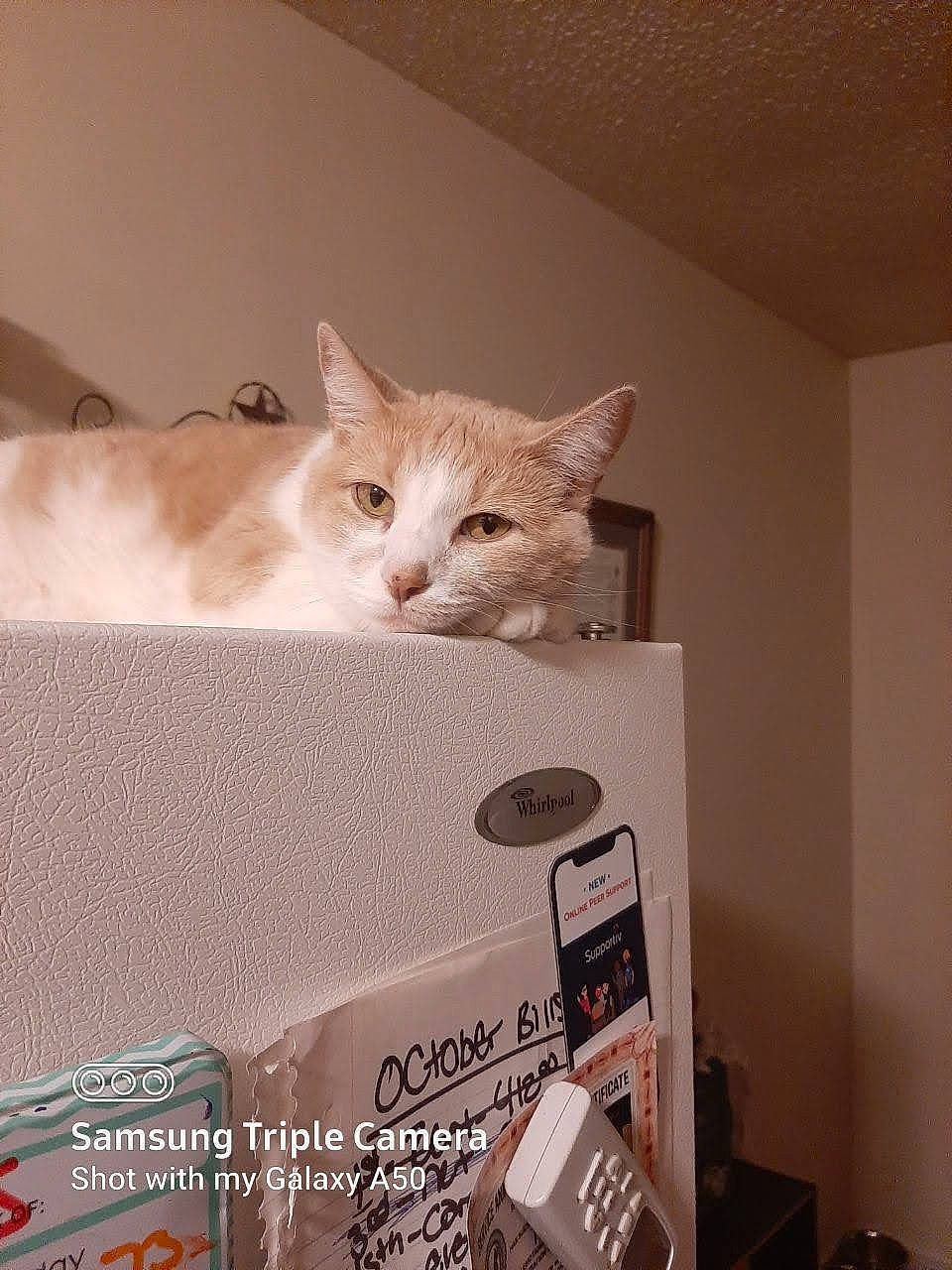 T.c. joined the competition — help win amazing prizes! box, cardboard, carnivore, cat, comfort, domestic_short_haired_cat, felidae, fur, packaging_and_labeling, packing_materials, paper_product, paw, plaster, room, shelf, shelving, small_to_medium_sized_cats, tail, whiskers, wood