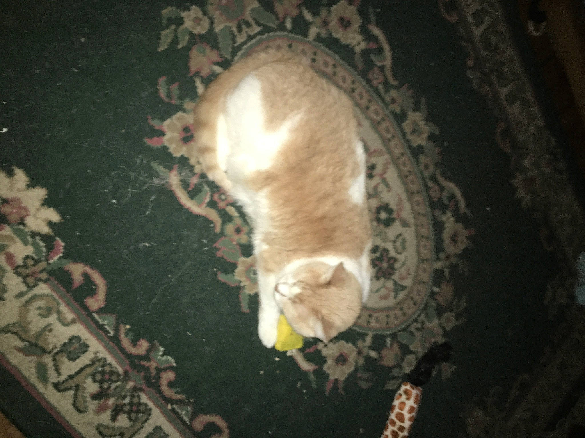 T.c. joined the competition — help win amazing prizes! canidae, carnivore, cat, claw, companion_dog, darkness, dog_breed, domestic_short_haired_cat, fawn, felidae, flooring, fur, night, paw, room, small_to_medium_sized_cats, sporting_group, tail, whiskers, wood