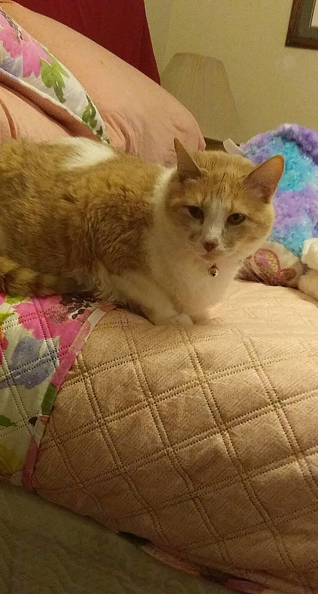 T.c. is registered to the contest to win money with this photo: bed, carnivore, cat, cat_bed, cat_supply, claw, comfort, domestic_short_haired_cat, fawn, felidae, fur, linens, nap, paw, pet_supply, small_to_medium_sized_cats, snout, tail, terrestrial_animal, whiskers