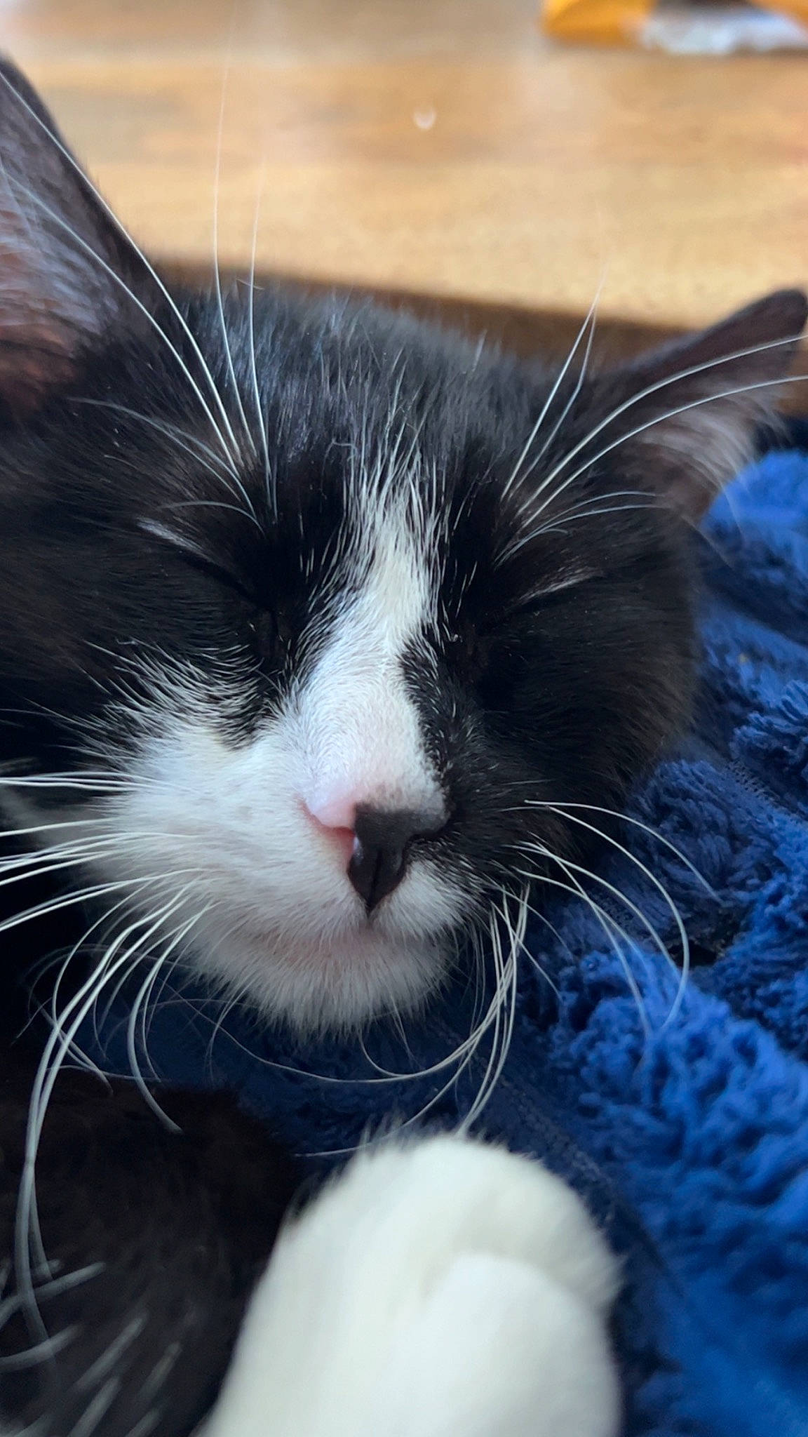 Rose is registered to the contest to win money with this photo: carnivore, cat, claw, comfort, domestic_short_haired_cat, electric_blue, eye, felidae, fur, nap, paw, sleep, small_to_medium_sized_cats, snout, tail, whiskers