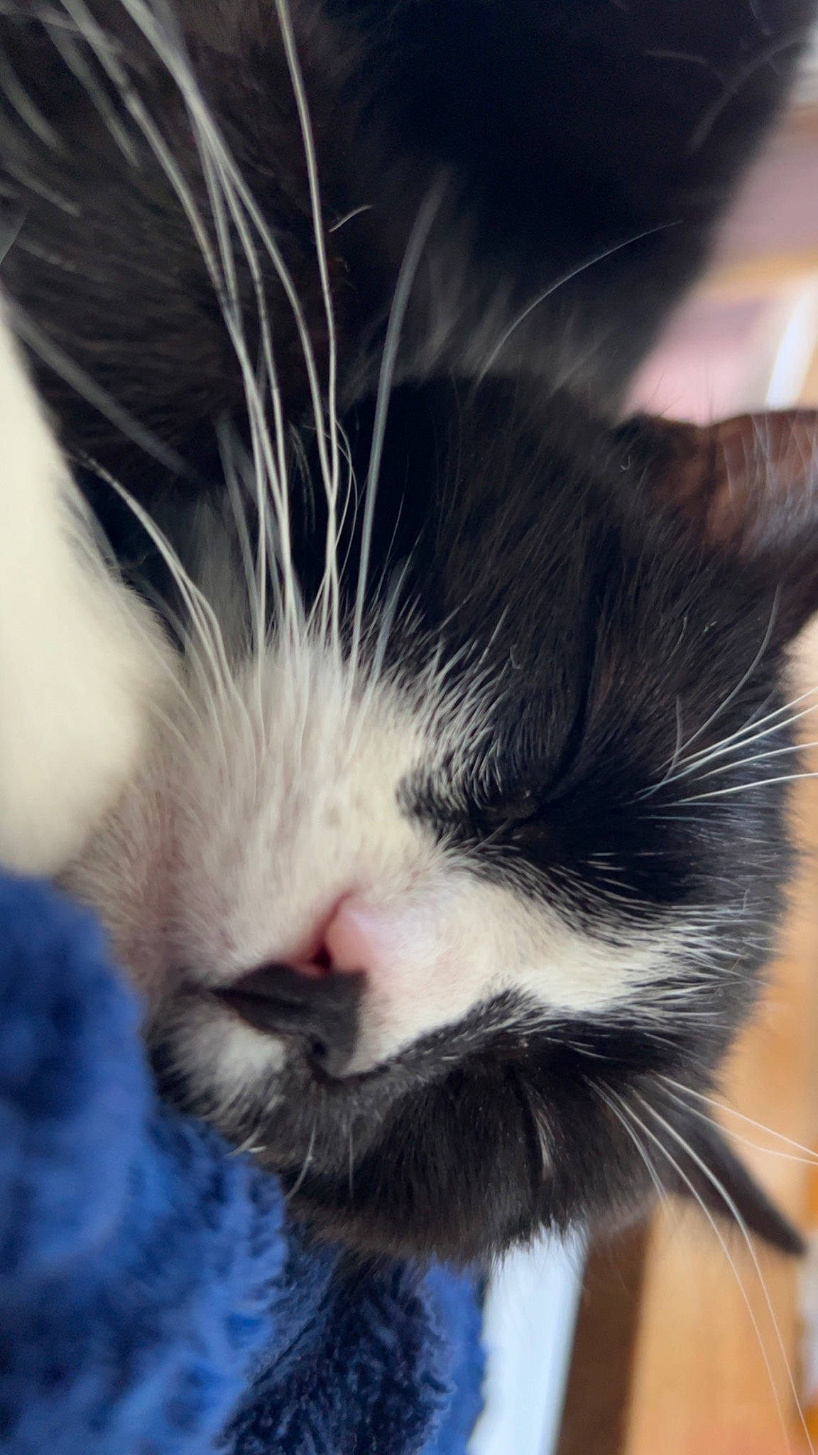 Rose is registered to the contest to win money with this photo: carnivore, cat, claw, cloud, comfort, domestic_short_haired_cat, eye, felidae, foot, fur, nap, paw, plant, sky, sleep, small_to_medium_sized_cats, snout, tail, whiskers